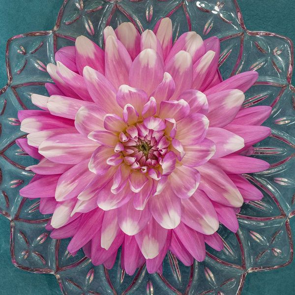 Jaynes Gallery 아티스트의 USA-Washington State-Seabeck Pink dahlia in crystal bowl작품입니다.